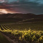 Pelzig oder sauer? Wie Sie Tannine und Säure im Wein treffsicher unterscheiden
