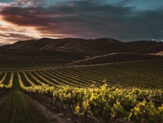 Rebreihen in einem Weinberg vor dunklen Hügeln im Abendlicht