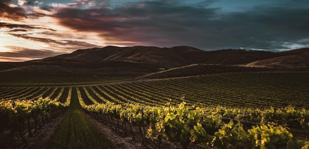 Rebreihen in einem Weinberg vor dunklen Hügeln im Abendlicht